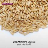 Natural & Premium Oat Grains (300g) - Organic Pavilion