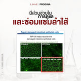 Lassie Pro Gina (Probiotics) Dietary Supplement Product แลซซี่ ผลิตภัณฑ์เสริมอาหาร โปร จีน่า โพรไบโอติก (30 Capsules)