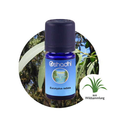 Oshadhi Eucalyptus radiata Essential Oil น้ำมันหอมระเหย (10 ml) - Organic Pavilion