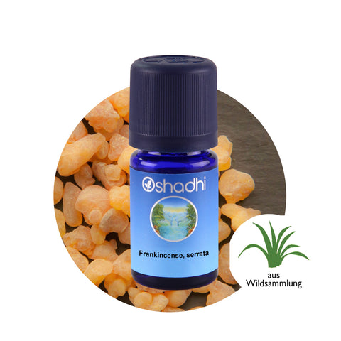 Oshadhi Frankincense, serrata Essential Oil น้ำมันหอมระเหย (10 ml) - Organic Pavilion